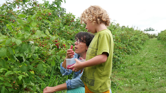 金发小金发男孩和他的祖母采摘草莓视频
