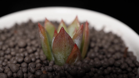 布兰迪多肉植物盆栽绿植视频