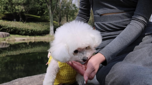 公园里美女和宠物狗比熊犬视频