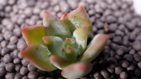 布兰迪多肉植物盆栽绿植视频