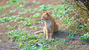 4k街头小区流浪猫爱猫猫咪18秒视频