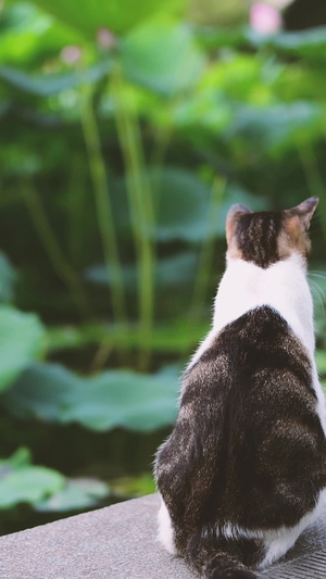 荷塘边的流浪猫宠物猫25秒视频