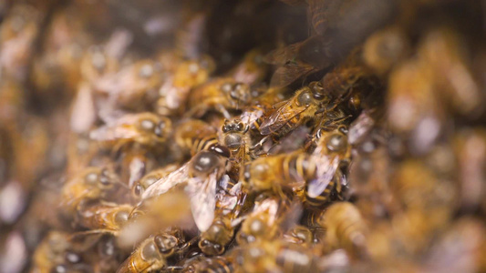 高清微距蜂巢蜜蜂特写 视频