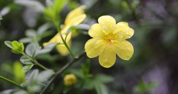 迎春花 春天 小黄花视频