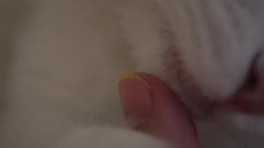 布偶猫咪舔手猫舌头倒刺视频