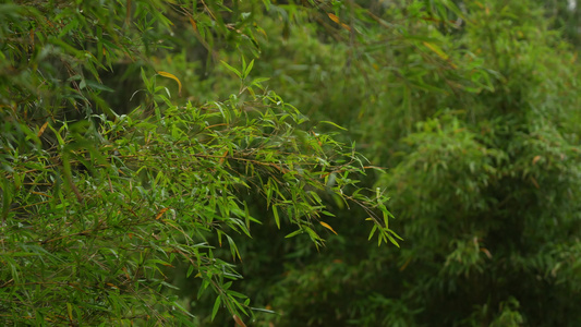 雨后的竹林实拍视频