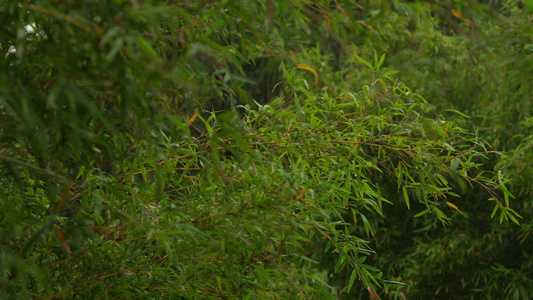 雨后的竹林实拍视频