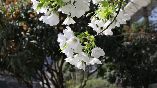 春天盛开的梨花特写视频