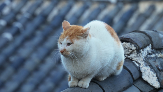 慢镜头屋顶上的宠物猫咪4k素材视频