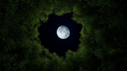 夜晚到白天的圆圆树动画视频