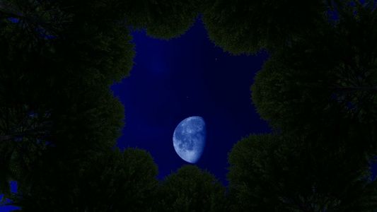 夜夜仰望天空在巨大的树丛之间视频