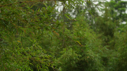 雨后的竹林实拍视频