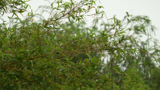 雨后的竹林实拍视频