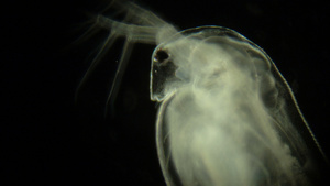 黑色背景的显微镜下的水蚤22秒视频