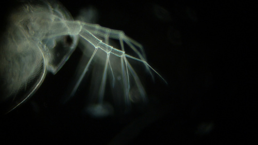 黑色背景的显微镜下的水蚤视频