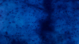 显微镜下的神经元细胞白色背景上的抽象蓝色点10秒视频