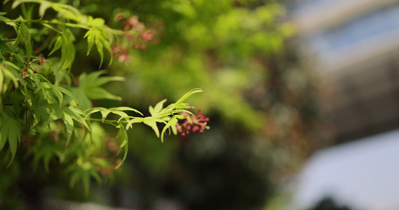 枫叶 嫩芽 生机 绿色 春天 春分视频