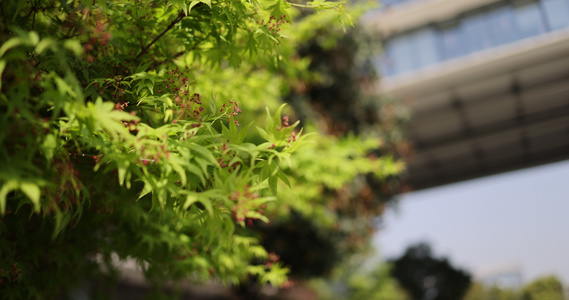 枫叶 嫩芽 生机 绿色 春天 春分视频