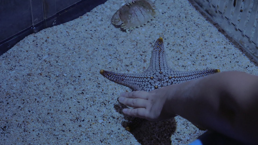 水族馆中的海星鱼视频