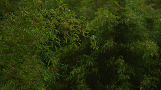 雨后的竹林实拍视频