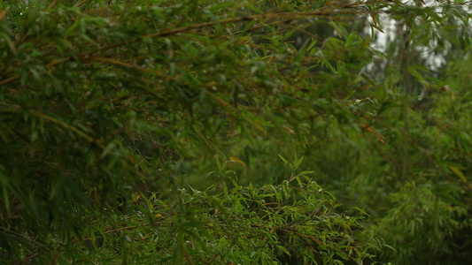 雨后的竹林实拍视频