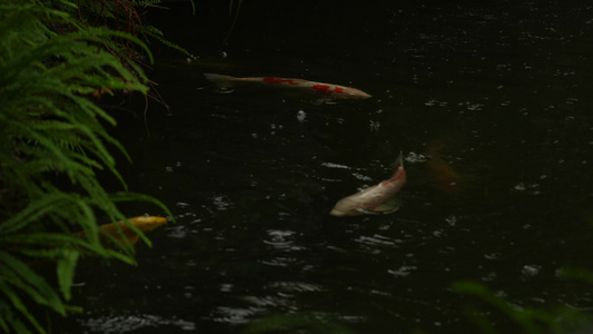 池塘里的锦鲤实拍视频