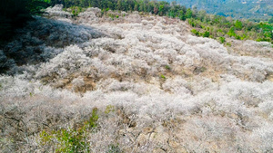 惠州梁化梅园航拍4K17秒视频