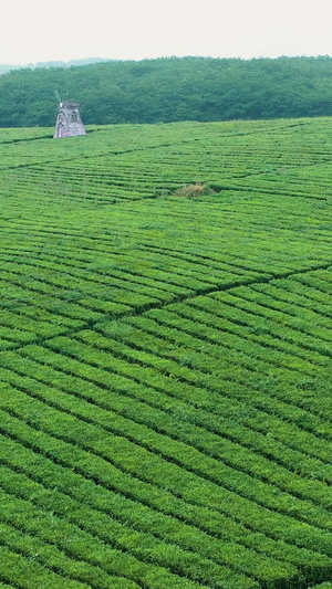 航拍唯美茶园春茶节34秒视频