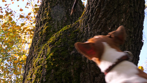 在秋季与宠物狗在城市公园散步训练20秒视频
