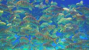 4K实拍海洋鱼类黄鹂无齿鲹鱼群13秒视频