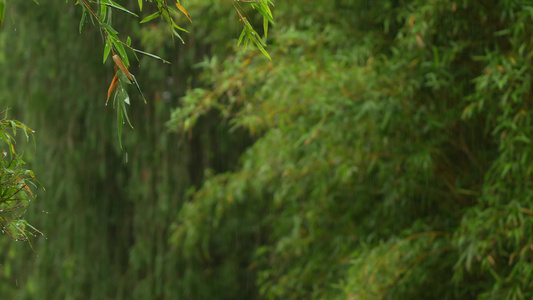 雨中的竹林实拍视频