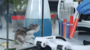 化学实验室工作过程的特写与试管小鼠和现代仪器20秒视频