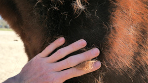 棕色热血马被脖子和肩膀上的手抓伤许多尘土和冬衣的毛发28秒视频