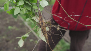 树根缠绕9秒视频