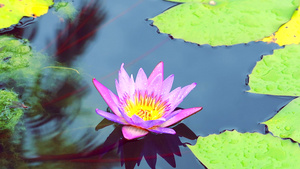美丽的粉红莲花在池塘的水上开花21秒视频