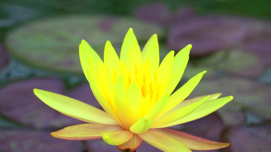 黄莲花在池塘中盛开底底漆模糊1视频