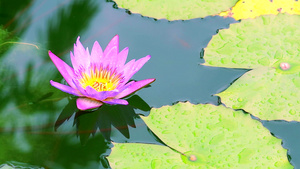 美丽的粉红莲花在池塘的水上开花27秒视频