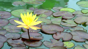 池塘里的美丽的莲花16秒视频