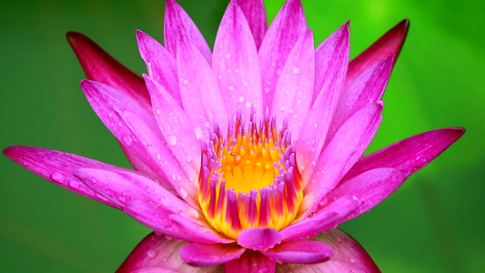 雨水落下并模糊两个彩色水面后开花的粉红莲视频