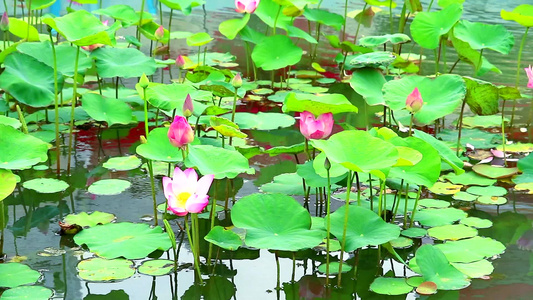 粉红莲花花在池塘和水底垫上盛开1视频