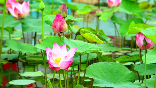 粉红莲花花在池塘中盛开水面模糊视频