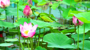 粉红莲花花在池塘中盛开17秒视频