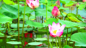 粉红莲花在池塘中盛开20秒视频