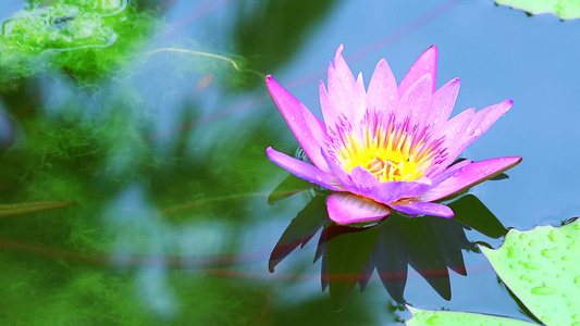 花朵在池塘的水上开花的美丽粉红莲花视频