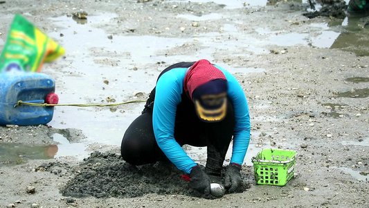 女人在低涨潮时挖掘寻找贝类贝壳和螃蟹视频