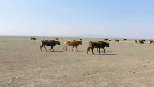 新疆牧区生产生活牲畜草原视频