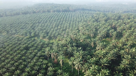 飞过油棕榈种植园视频