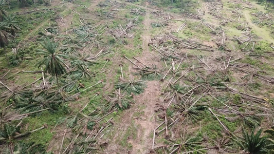 油棕榈种植园清除了马来西亚的陆地视频