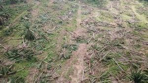 油棕榈种植园清除了马来西亚的陆地11秒视频