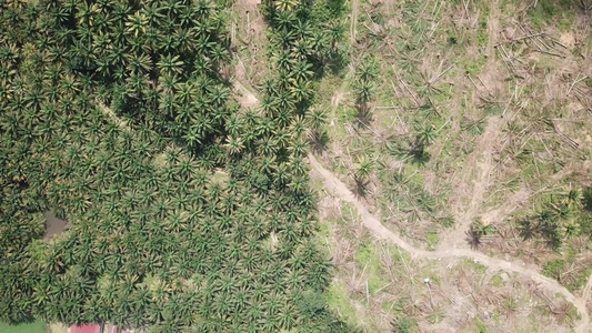 查看油棕榈种植园和土地清扫视频